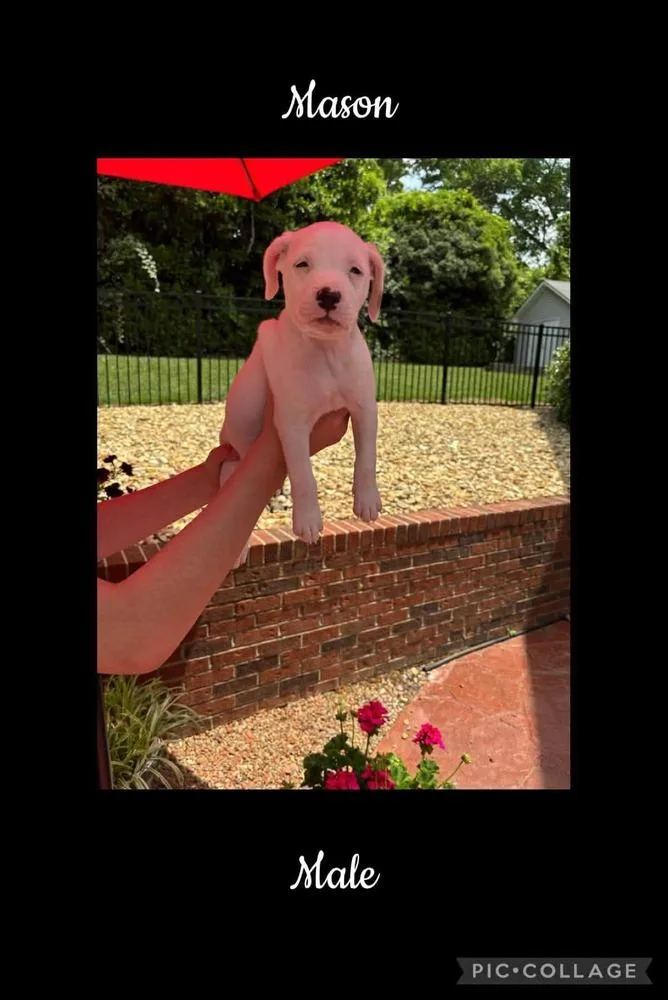 A baby medium-sized male White / Cream Beagle dog named Mason for adoption in Willingboro, NJ