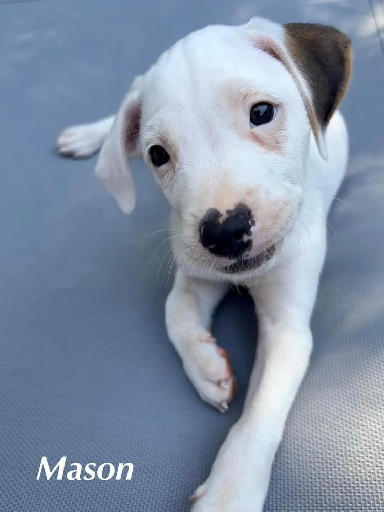 Mason thumbnail 3