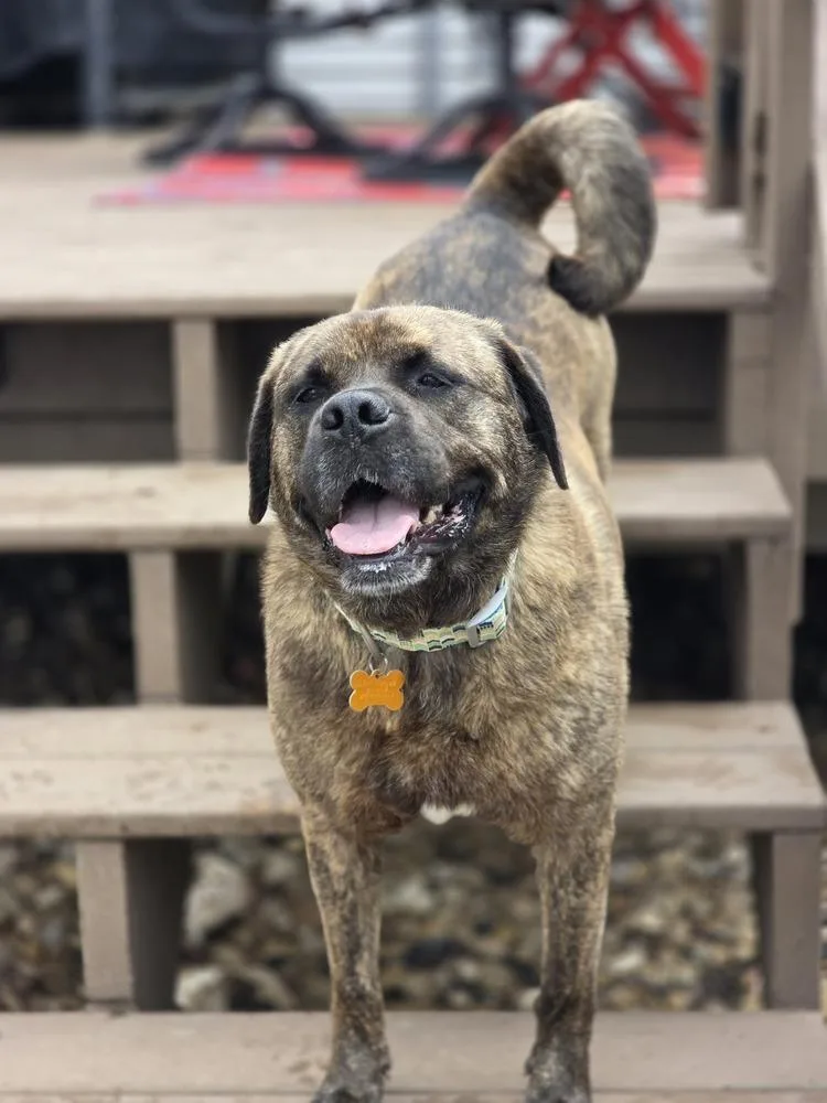An adult large-sized female Brindle Pug dog named Unique for adoption in Waunakee, WI