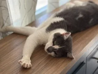 A young medium-sized male Gray & White Domestic Short Hair cat named Atlas for adoption in Philadelphia, PA