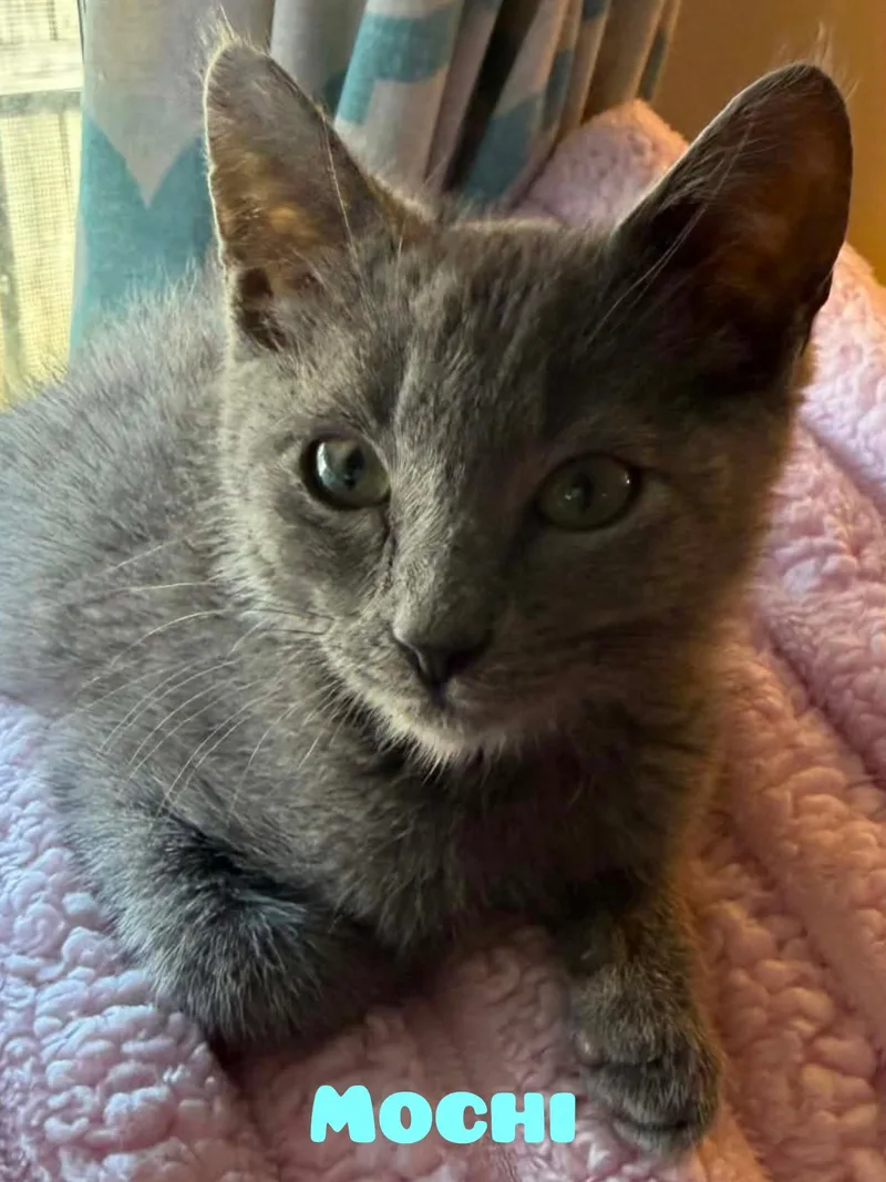 A baby medium-sized male Gray / Blue / Silver Russian Blue cat named Mochi for adoption in Shrewsbury, MA
