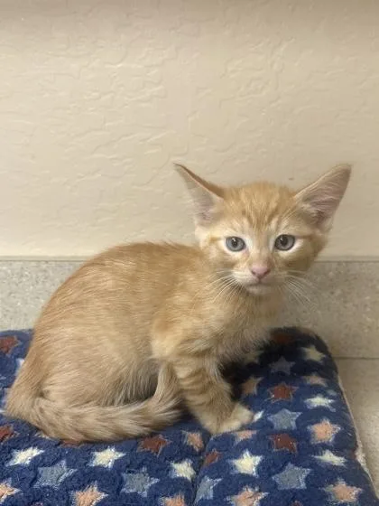 A young small-sized male Domestic Medium Hair cat named Lil Wayne for adoption in Phoenix, AZ
