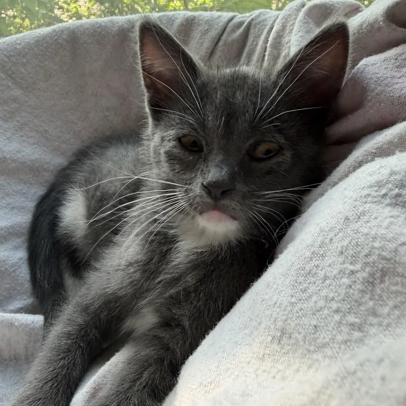 A baby small-sized female Gray & White Domestic Short Hair cat named Grace for adoption in GALESVILLE, WI