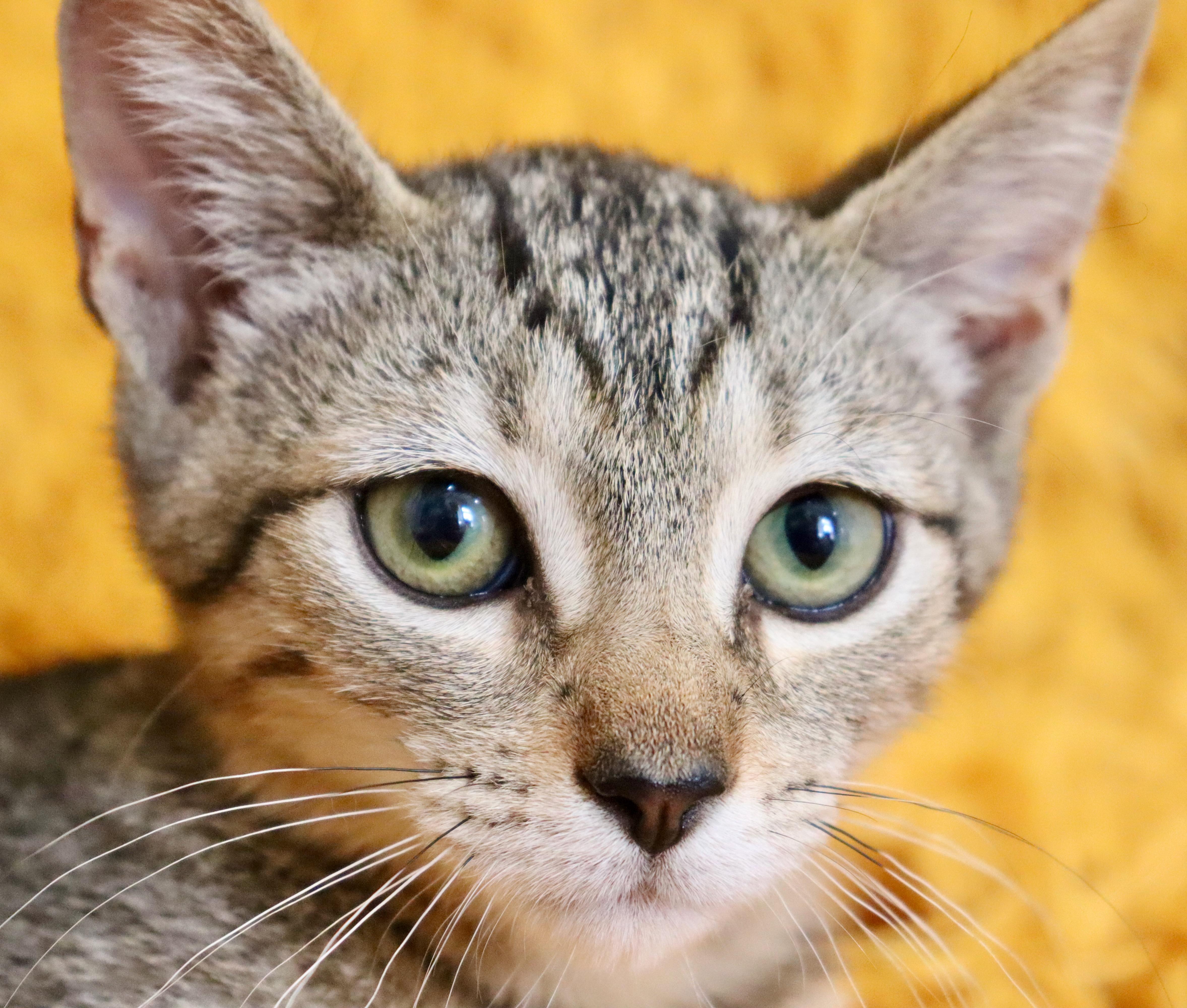 A baby medium-sized male Tabby (Buff / Tan / Fawn) Tabby cat named Berlioz for adoption in Saint Augustine, FL