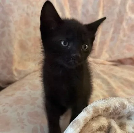 A baby medium-sized male Black Domestic Short Hair cat named Bowie for adoption in Watertown, WI