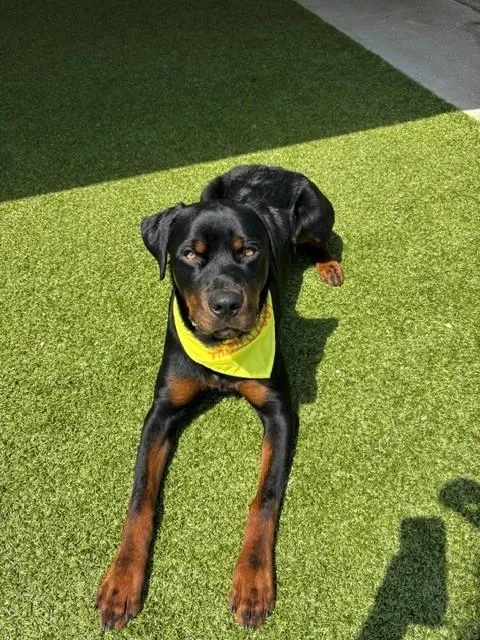 An adult large-sized male Black Rottweiler dog named Marko for adoption in Fayetteville, AR
