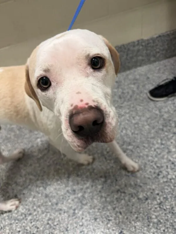 An adult medium-sized male White / Cream Pit Bull Terrier dog named Achillies for adoption in Burgaw, NC