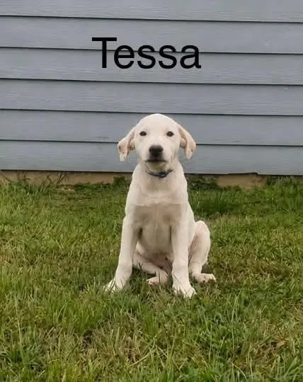 A baby medium-sized female White / Cream Retriever dog named Tessa for adoption in Norfolk, MA