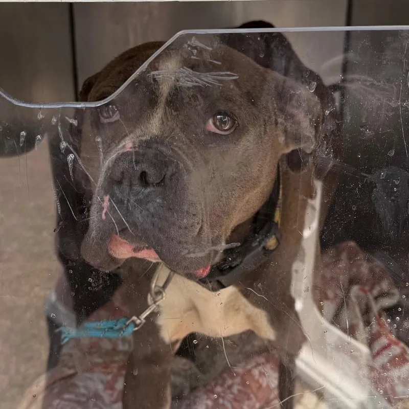 An adult medium-sized female Gray / Blue / Silver Mixed Breed dog named Paula for adoption in Philadelphia, PA