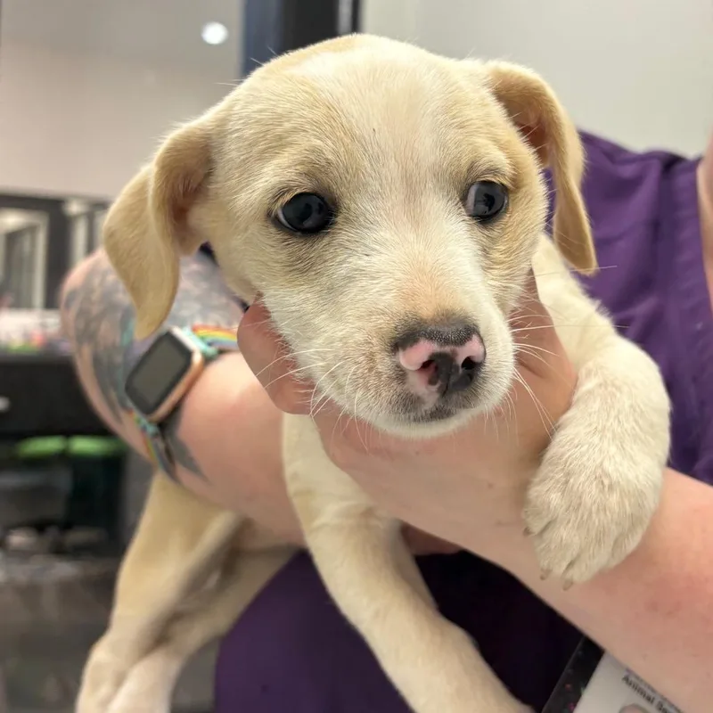 A baby small-sized female Yellow / Tan / Blond / Fawn Terrier dog named Sugar for adoption in Morganton, NC