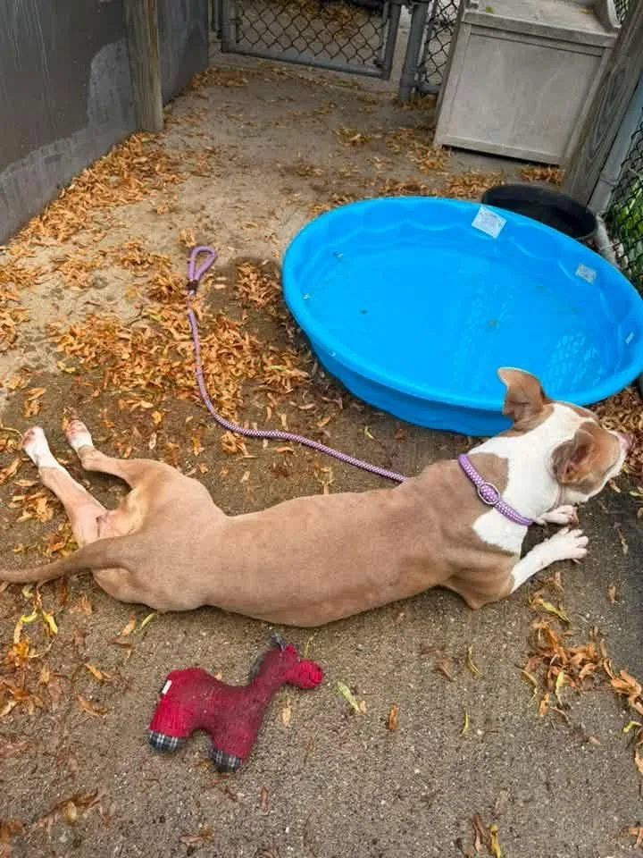 An adult medium-sized female Brown / Chocolate Pit Bull Terrier dog named Spoonful for adoption in Chicago, IL