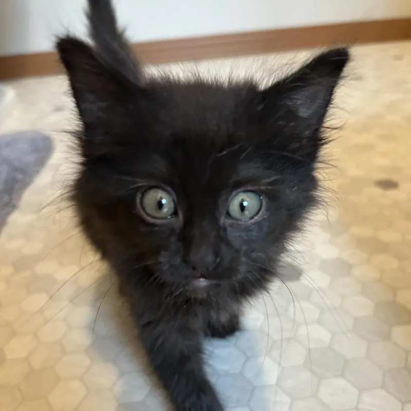 A baby small-sized female Black Domestic Short Hair cat named Lucy for adoption in Tacoma, WA