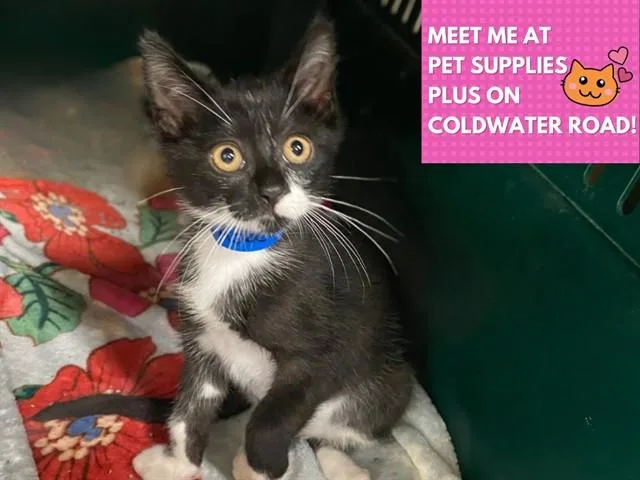 A baby small-sized male Domestic Short Hair cat named Gus for adoption in Fort Wayne, IN