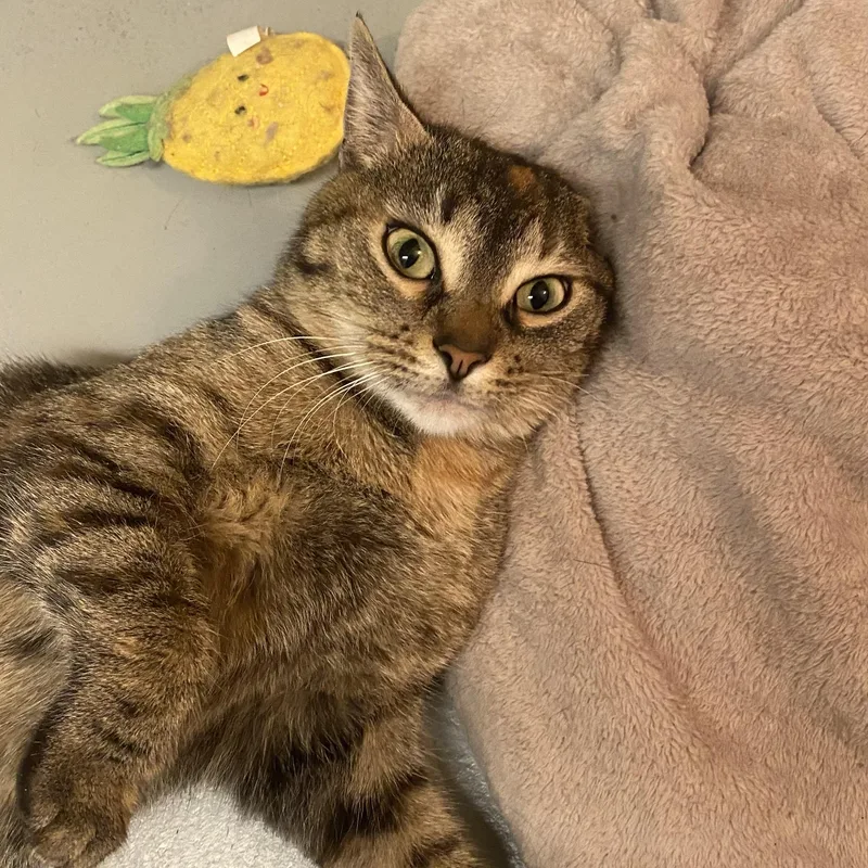 A young medium-sized female Tortoiseshell Domestic Short Hair cat named Rachel for adoption in Garden City, MI
