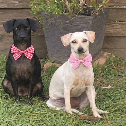 Robby Julian "are You thumbnail 3