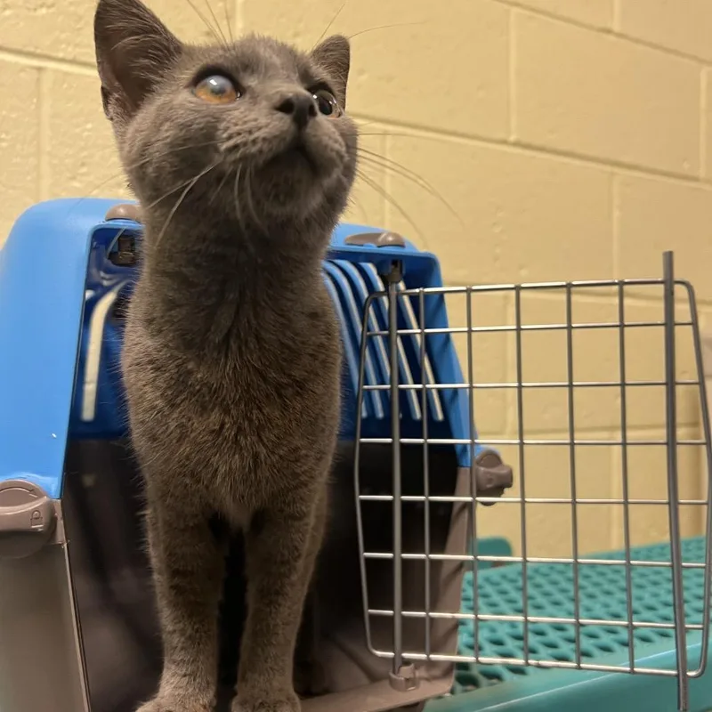 A young small-sized female Gray / Blue / Silver Domestic Medium Hair cat named Boop for adoption in Naples, FL