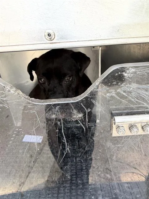 An adult large-sized female Mixed Breed dog named Cece for adoption in Dallas, TX