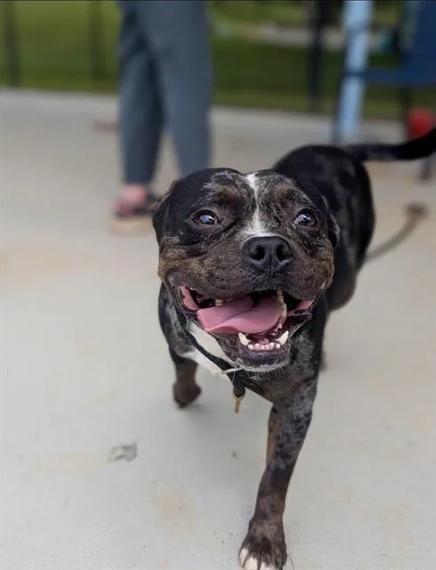 An adult medium-sized male Staffordshire Bull Terrier dog named Milo for adoption in Charlotte, NC