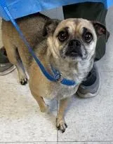 An adult small-sized female Pug dog named Darlene for adoption in San Antonio, TX