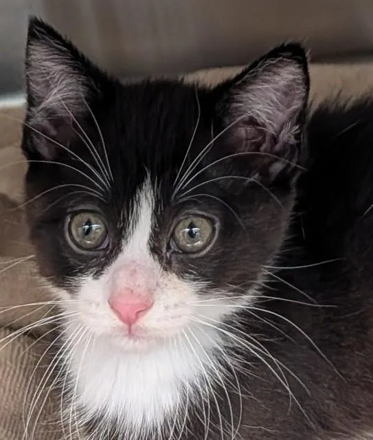 A baby small-sized male Domestic Short Hair cat named Buttons for adoption in Lees Summit, MO