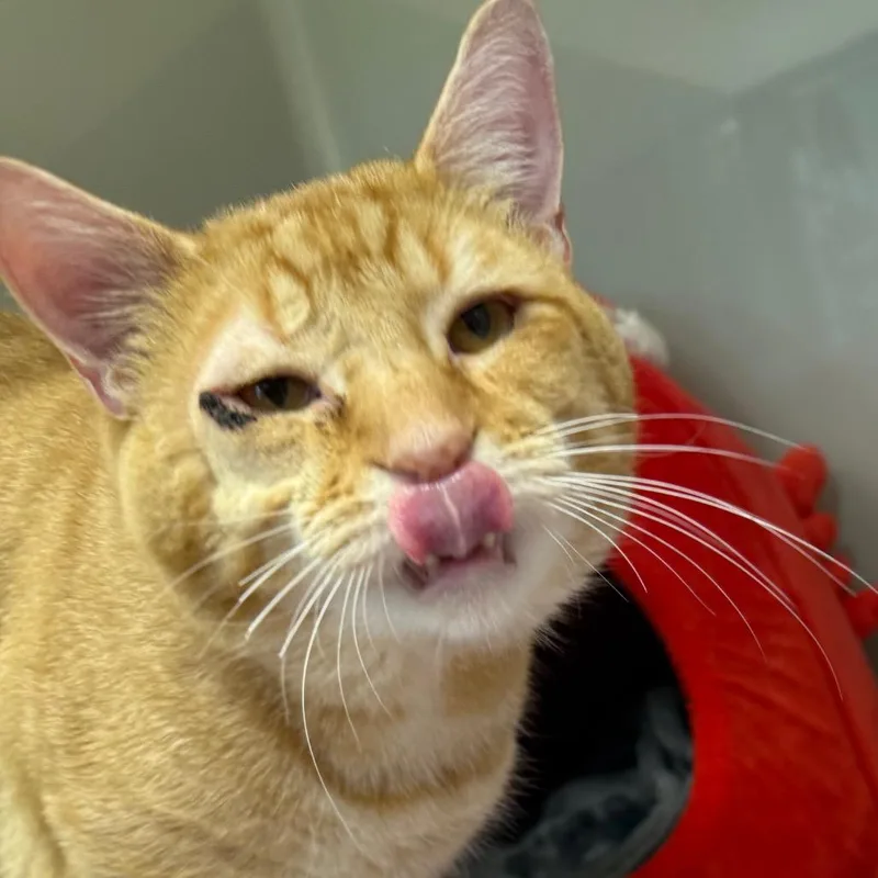 An adult extra large-sized male Orange / Red Domestic Short Hair cat named Perigo for adoption in Saint Charles, MO