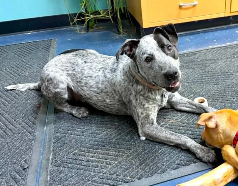 An adult medium-sized female Merle (Blue) Mixed Breed dog named Zoey for adoption in Eutawville, SC