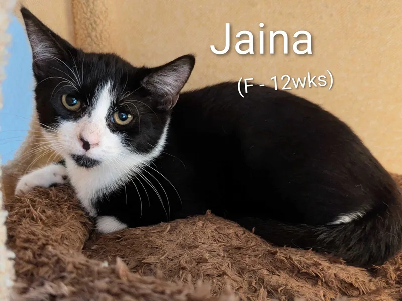 A young small-sized female Domestic Short Hair cat named Jaina for adoption in Seven Valleys, PA
