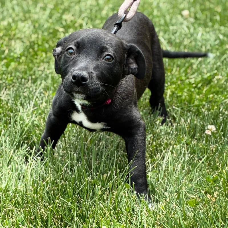 A baby medium-sized female Black Labrador Retriever dog named Tumble for adoption in South Elgin, IL