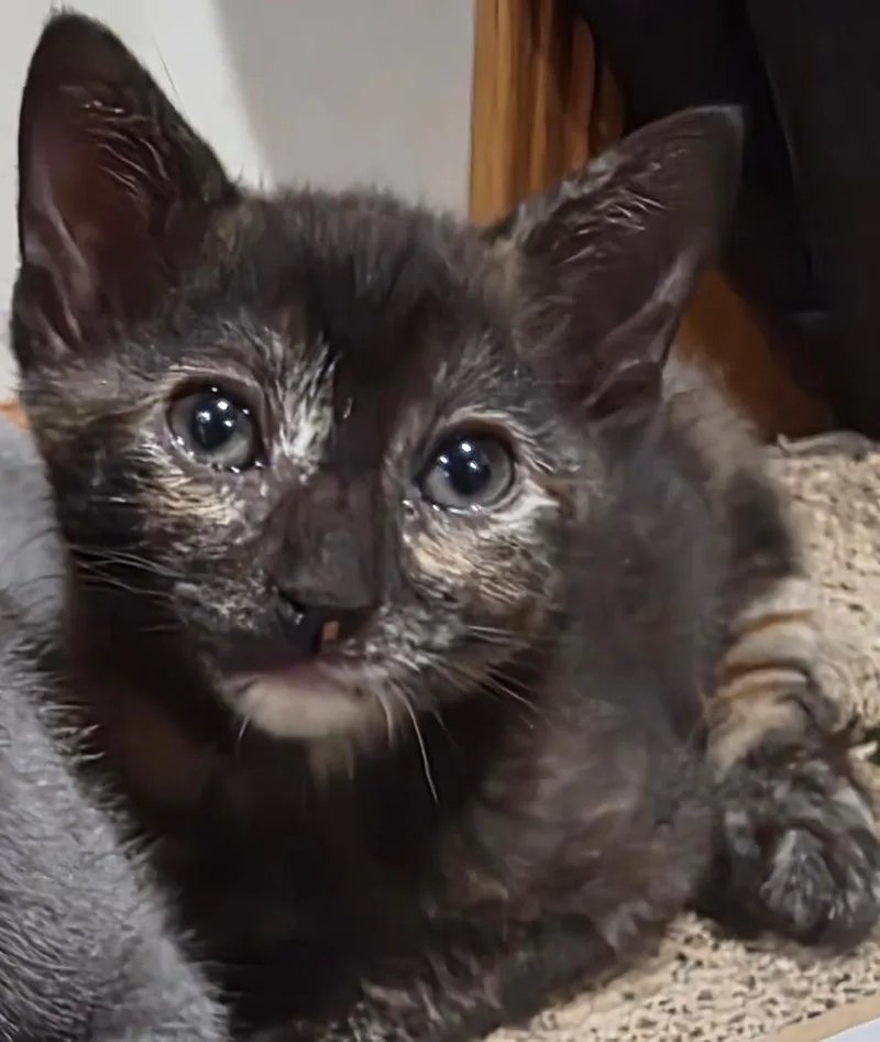 A baby small-sized female Domestic Short Hair cat named Camry for adoption in Chicago, IL