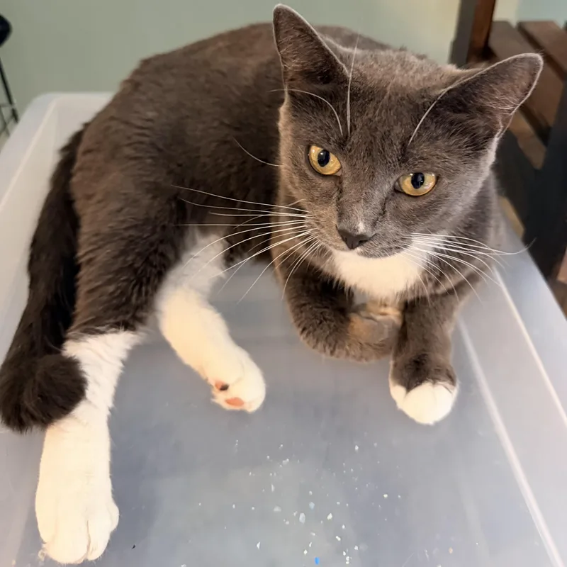 A young medium-sized female Gray & White Domestic Short Hair cat named Miss Mittens for adoption in Mansfield Center, CT