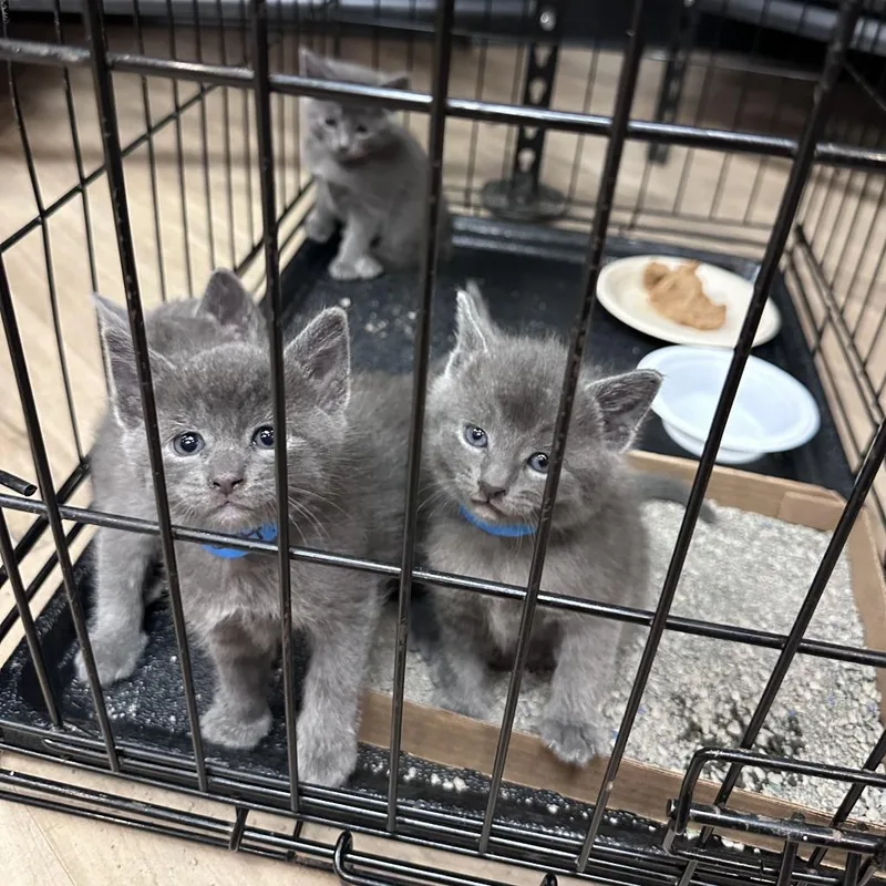 A baby small-sized male Gray / Blue / Silver Domestic Short Hair cat named Jayden C for adoption in Princeton, MN