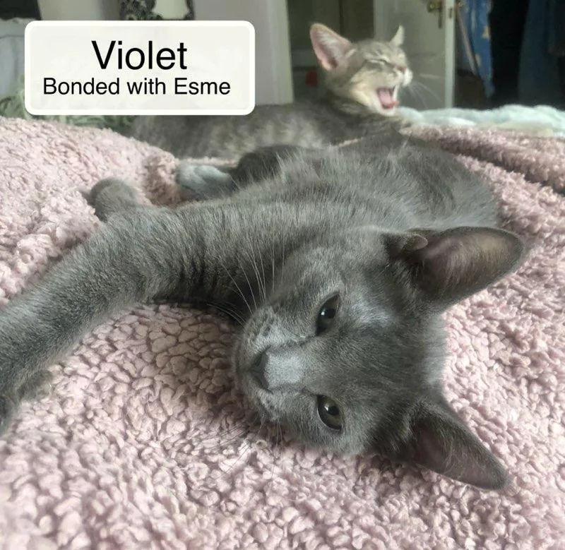 A baby small-sized female Domestic Short Hair cat named Violet bonded with Esme for adoption in Ellicott City, MD