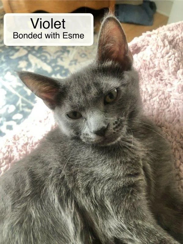 Violet bonded with Esme thumbnail 3