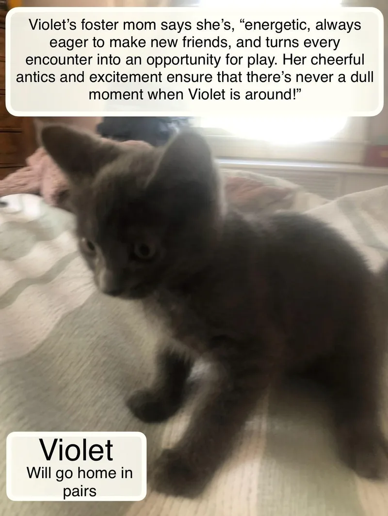 Violet bonded with Esme thumbnail 4