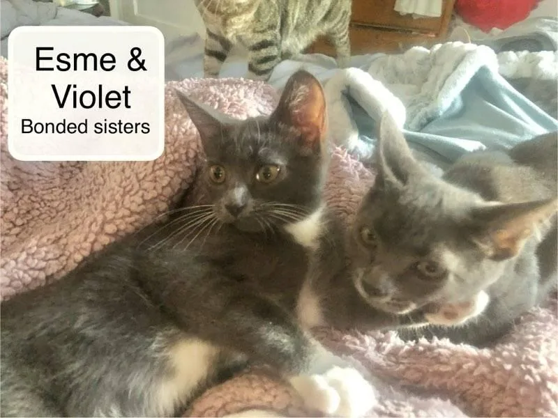 Violet bonded with Esme thumbnail 5