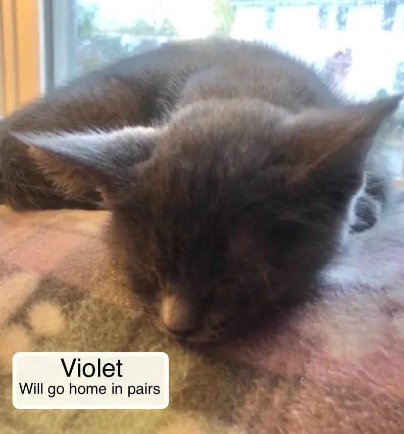 Violet bonded with Esme thumbnail 6