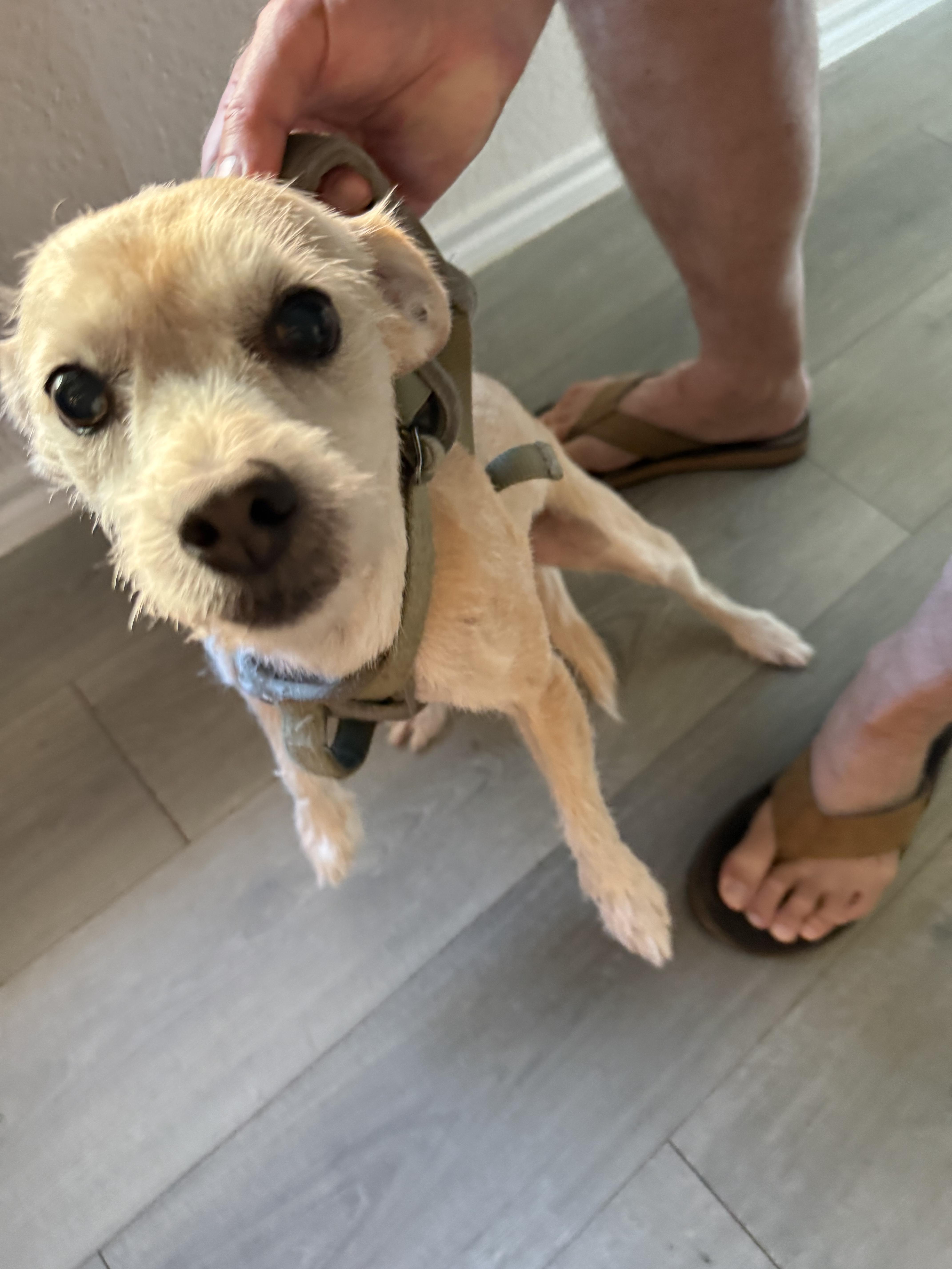 A senior small-sized male Beagle dog named Benji for adoption in Garland, TX