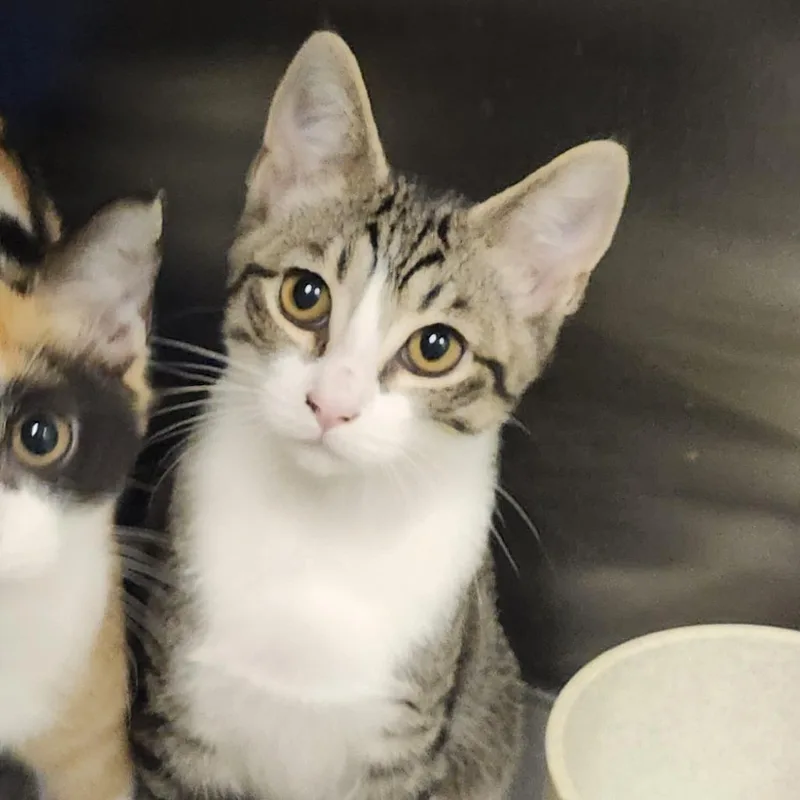 A baby small-sized male Brown / Chocolate Domestic Short Hair cat named Lightning McQueen for adoption in Columbia Station, OH