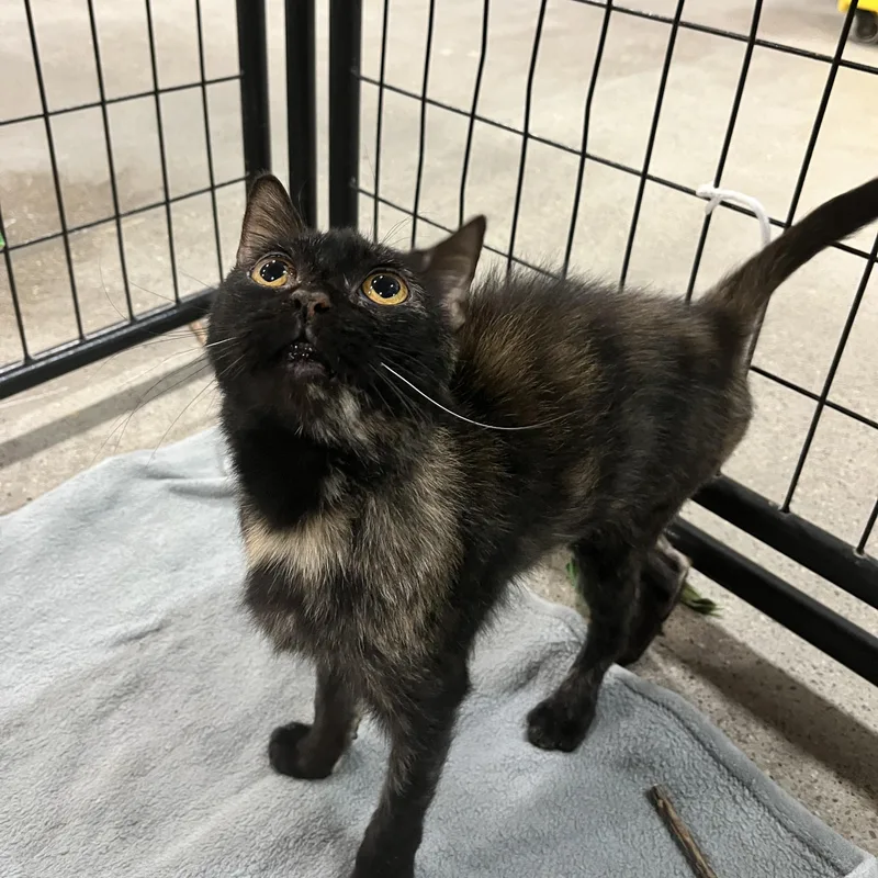 A young medium-sized female Tortoiseshell Domestic Short Hair cat named Salsa for adoption in Columbus, OH