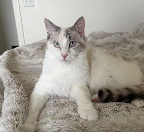 A young medium-sized female Siamese cat named Pearl for adoption in Des Moines, IA