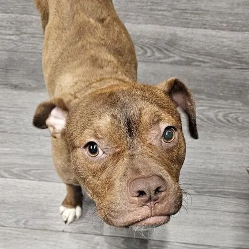 An adult large-sized male Brown / Chocolate Pit Bull Terrier dog named Alfie for adoption in Chicago, IL