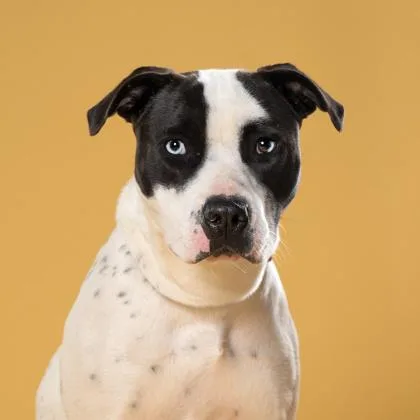 An adult large-sized female Pit Bull Terrier dog named Cookie for adoption in Atlanta, GA
