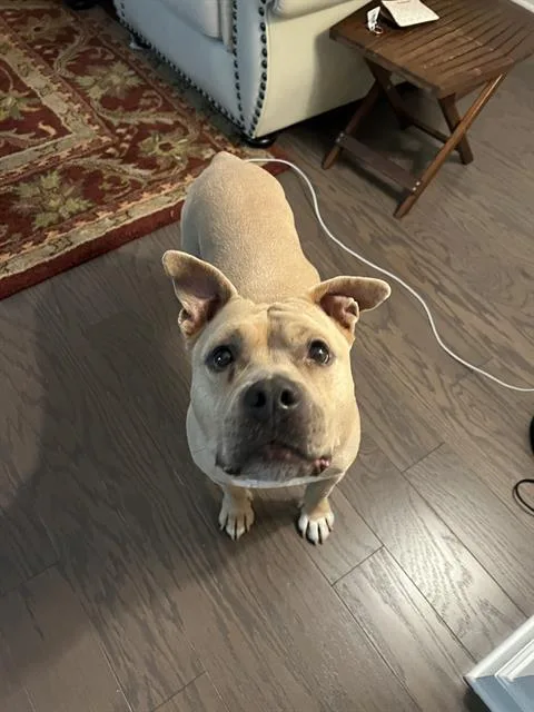 A senior large-sized female Pit Bull Terrier dog named Baby Girl for adoption in Charlotte, NC