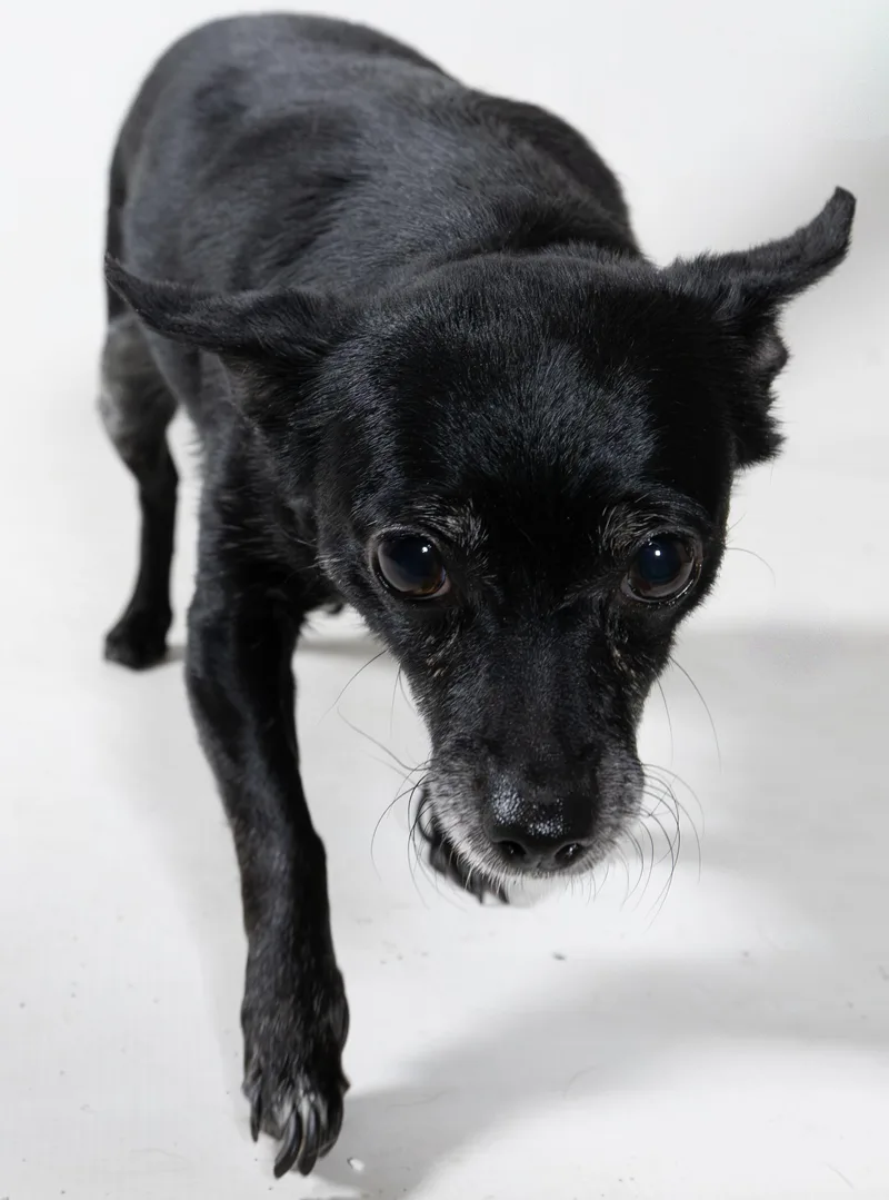 An adult small-sized female Black Chihuahua dog named Bella for adoption in Harvey , LA
