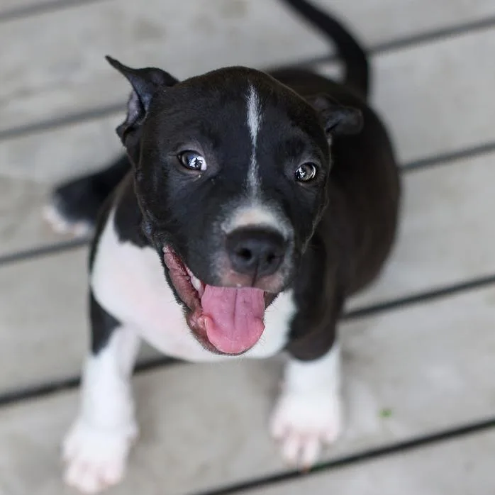A baby medium-sized male White / Cream Mixed Breed dog named Cloud for adoption in Bradenton, FL