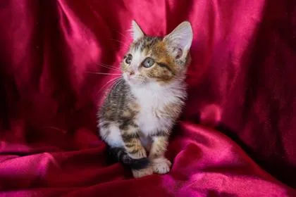 A baby small-sized female Domestic Short Hair cat named Champagne for adoption in San Antonio, TX