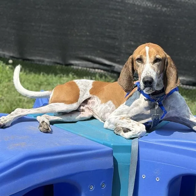 An adult large-sized male English Coonhound dog named Bayou for adoption in Centerville, MA