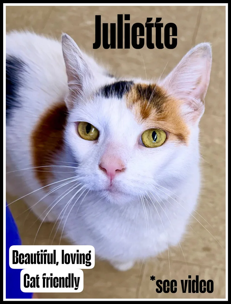 A young medium-sized female Calico cat named Juliettewillow Grove for adoption in Greenville, DE