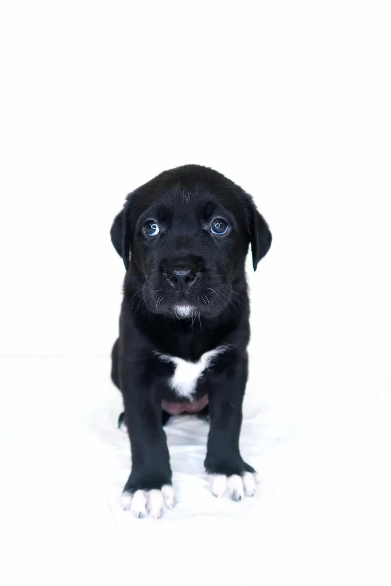 A baby large-sized female Black Labrador Retriever dog named Kaja for adoption in Bixby, OK