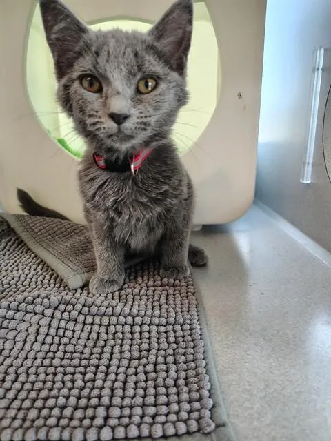 A baby small-sized female Domestic Short Hair cat named Claire for adoption in Leesburg, VA